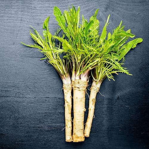 YEGAOL Garden 200Pcs Horseradish Seeds Armoracia Rusticana, Red Cloe,  Pepper Root Perennial Vegetable Seeds GMO Free Garden Containers Outdoor in  Saudi Arabia | Whizz Vegetables