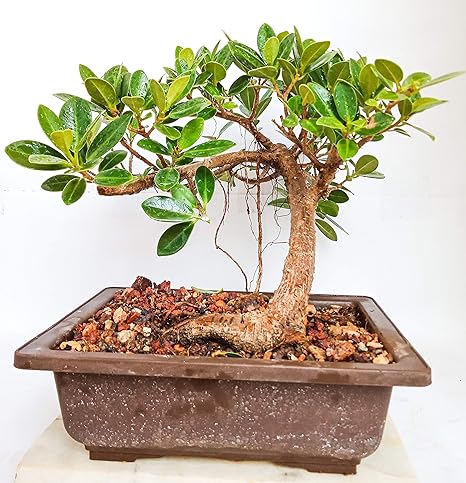 Green Paradise Long Island 2 Years Old Live Mini Banyan Bonsai Plant