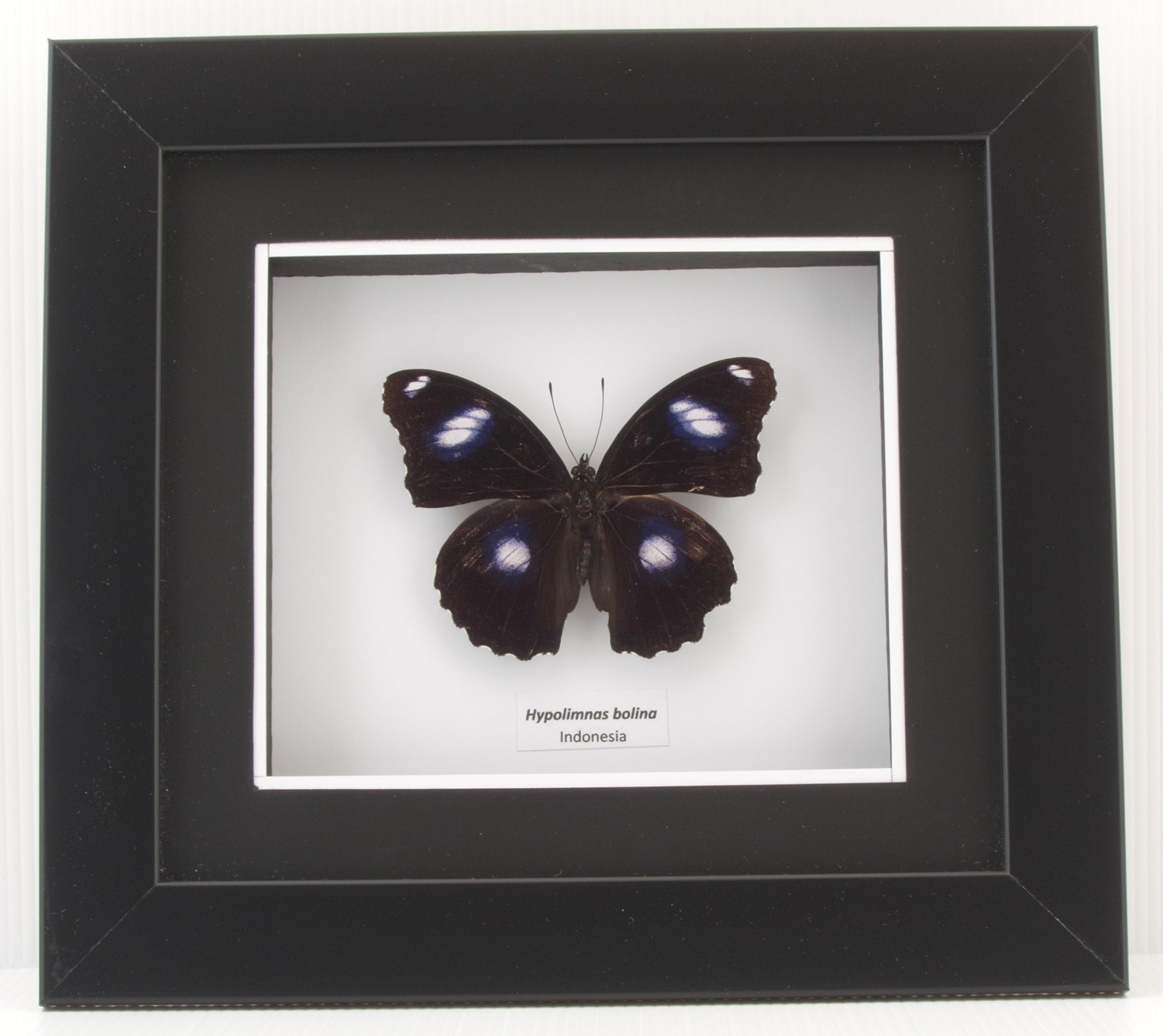 Hypolimnas bolina (Great Eggfly) - OOAK Home Decor Wall Decoration Taxidermy Butterfly Mounted in Matted Poly Frame - Large
