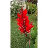 Canna Lily Red Brilliant Tall Tropical Green Foliage