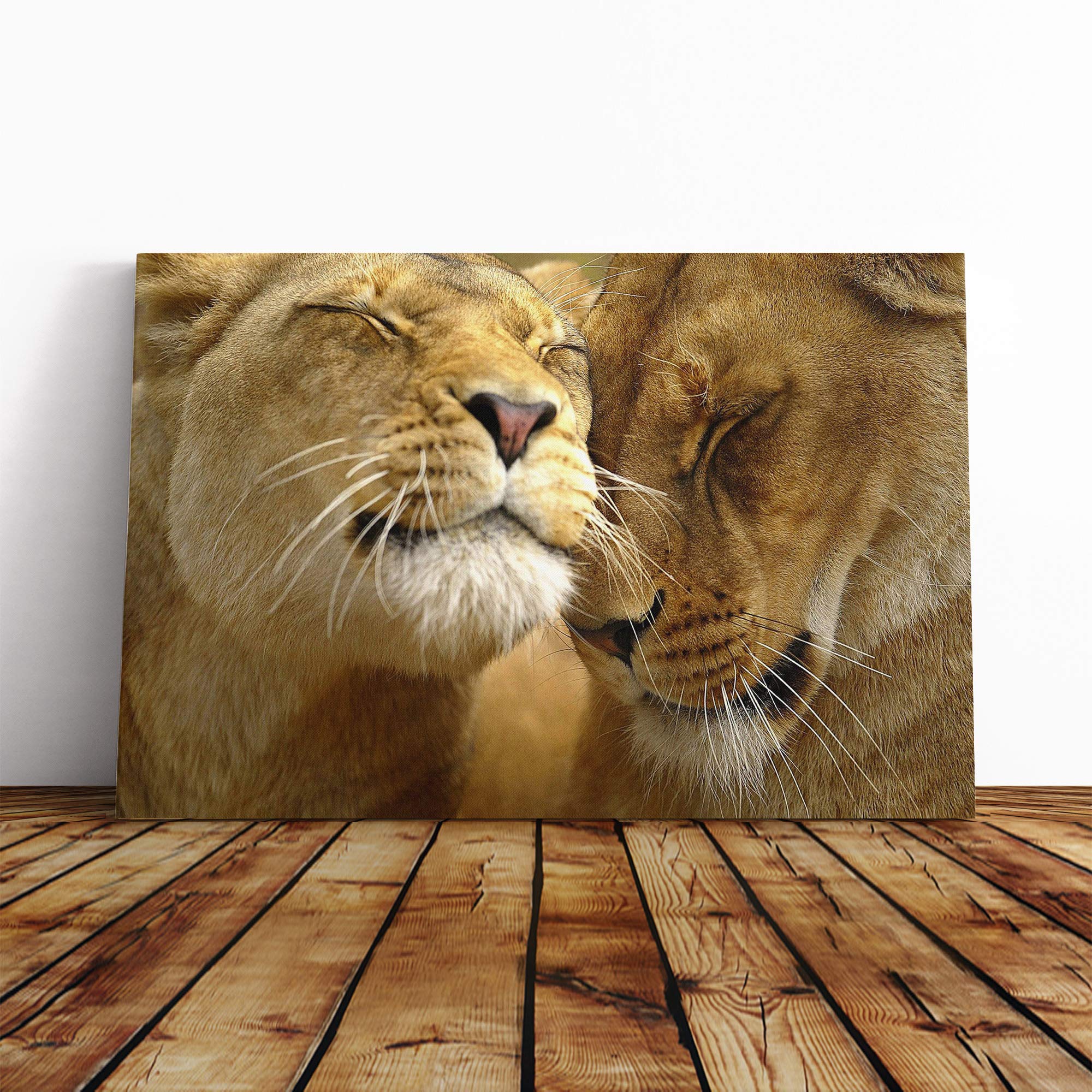 Cuddling Lions (1) Canvas Print | Gallery Wrapped 30mm Frame Wall Art | 20x14 inches | Ready to Hang | Modern Animal Picture | Living Room Bedroom Lounge Office