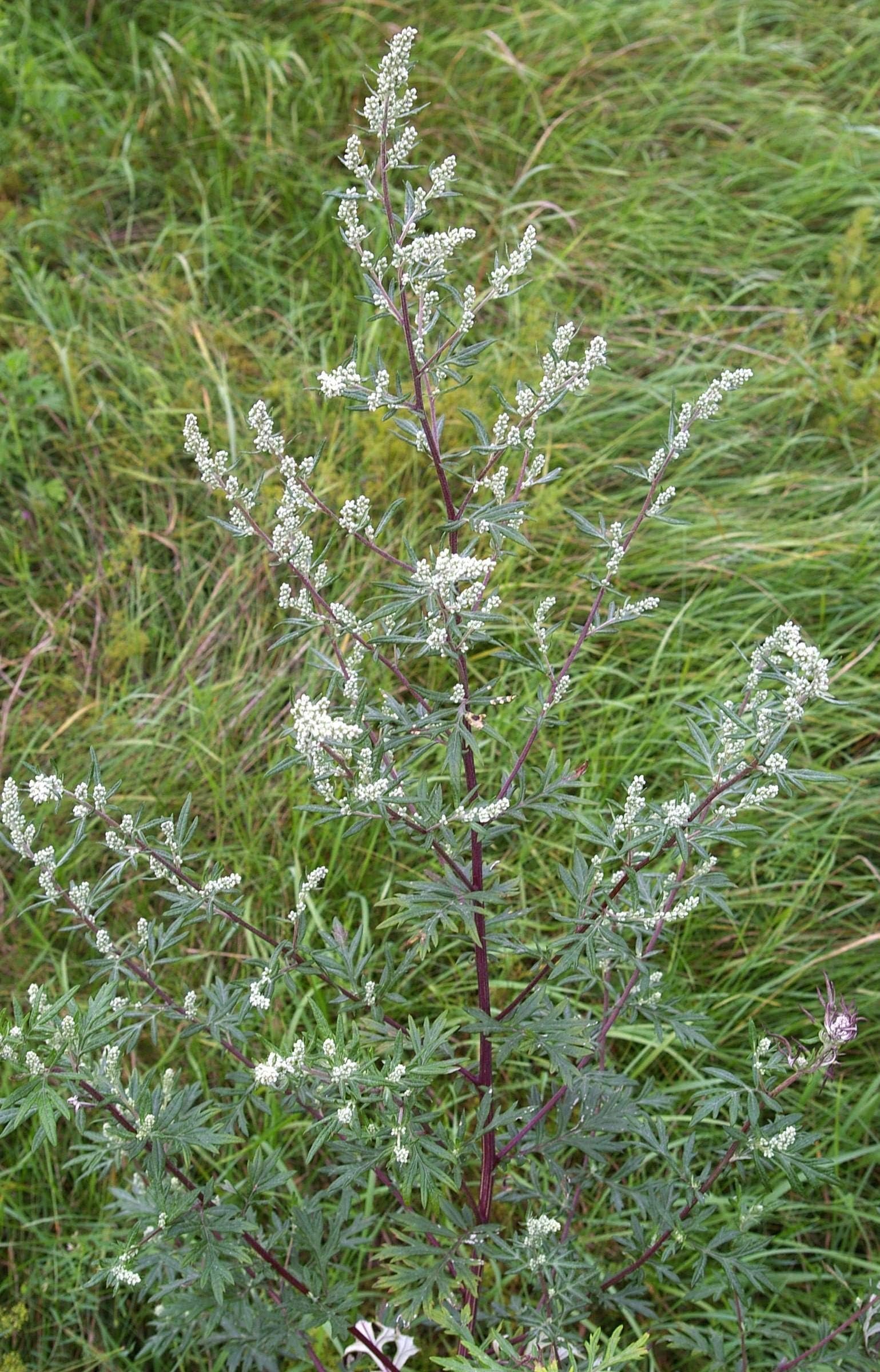 Artemisia vulgaris ~ a Garden Tested, Hardy Perennial Plant ~ Mugwort