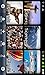WorldCams