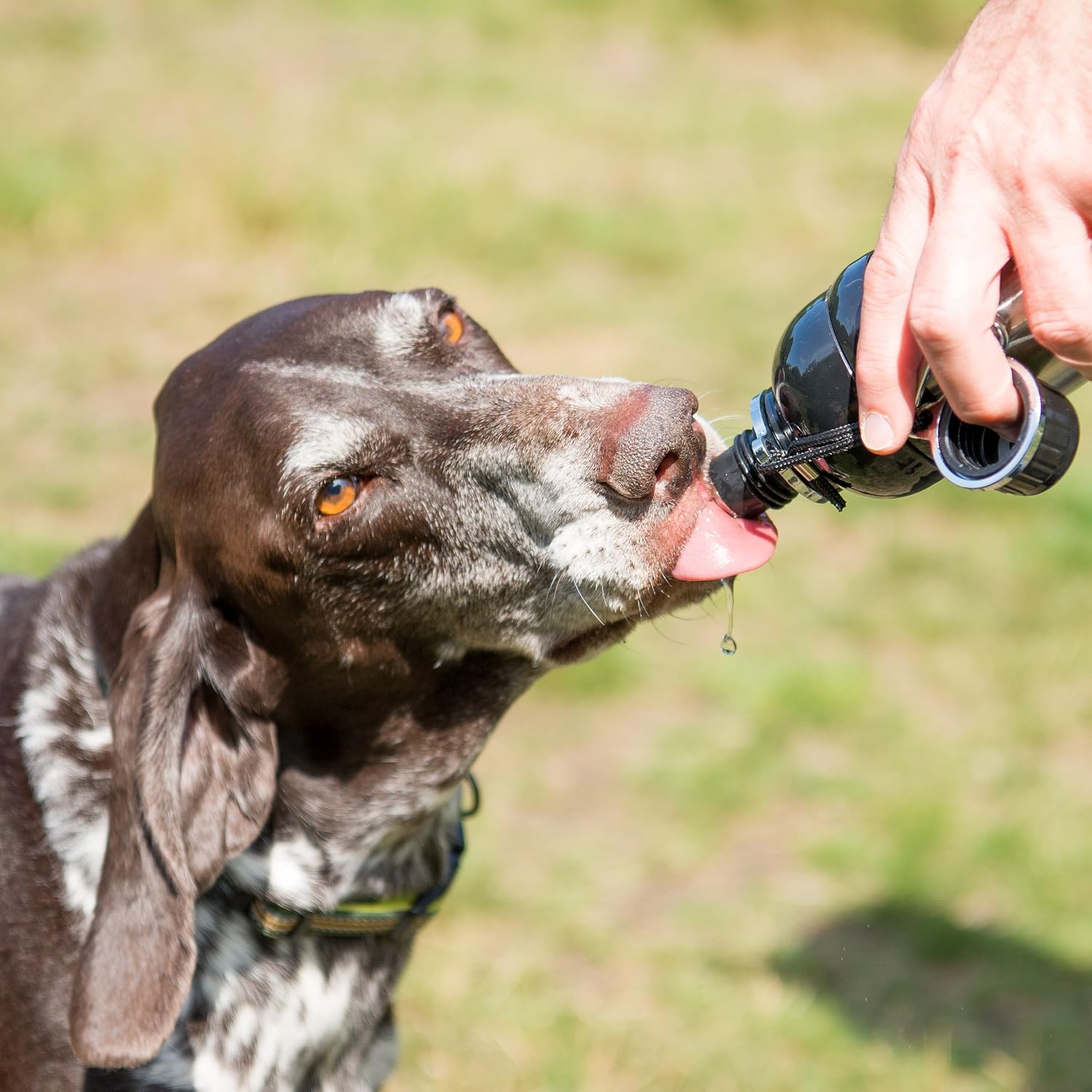 Other Long paws - Pet Water Bottle - Black - 250 ml, clear, SF6035-2 BLACK, 250ml - Image 3