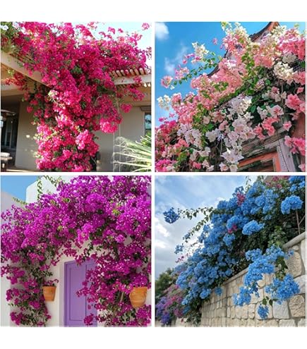 Amazon.com : Generic 100pcs Bougainvillea Flower Seeds Blue : Patio, Lawn &  Garden