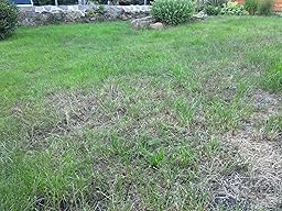 COMPO Rasenunkraut-Vernichter Banvel® M, Rasenherbizid auch gegen