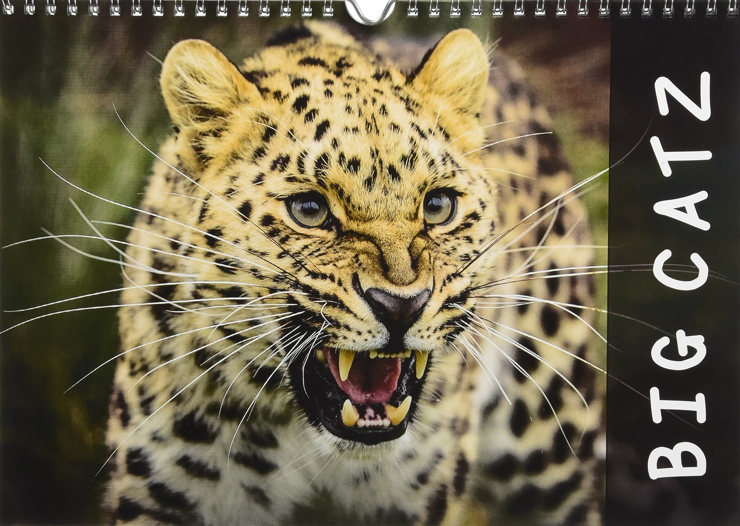 most beautiful big cats