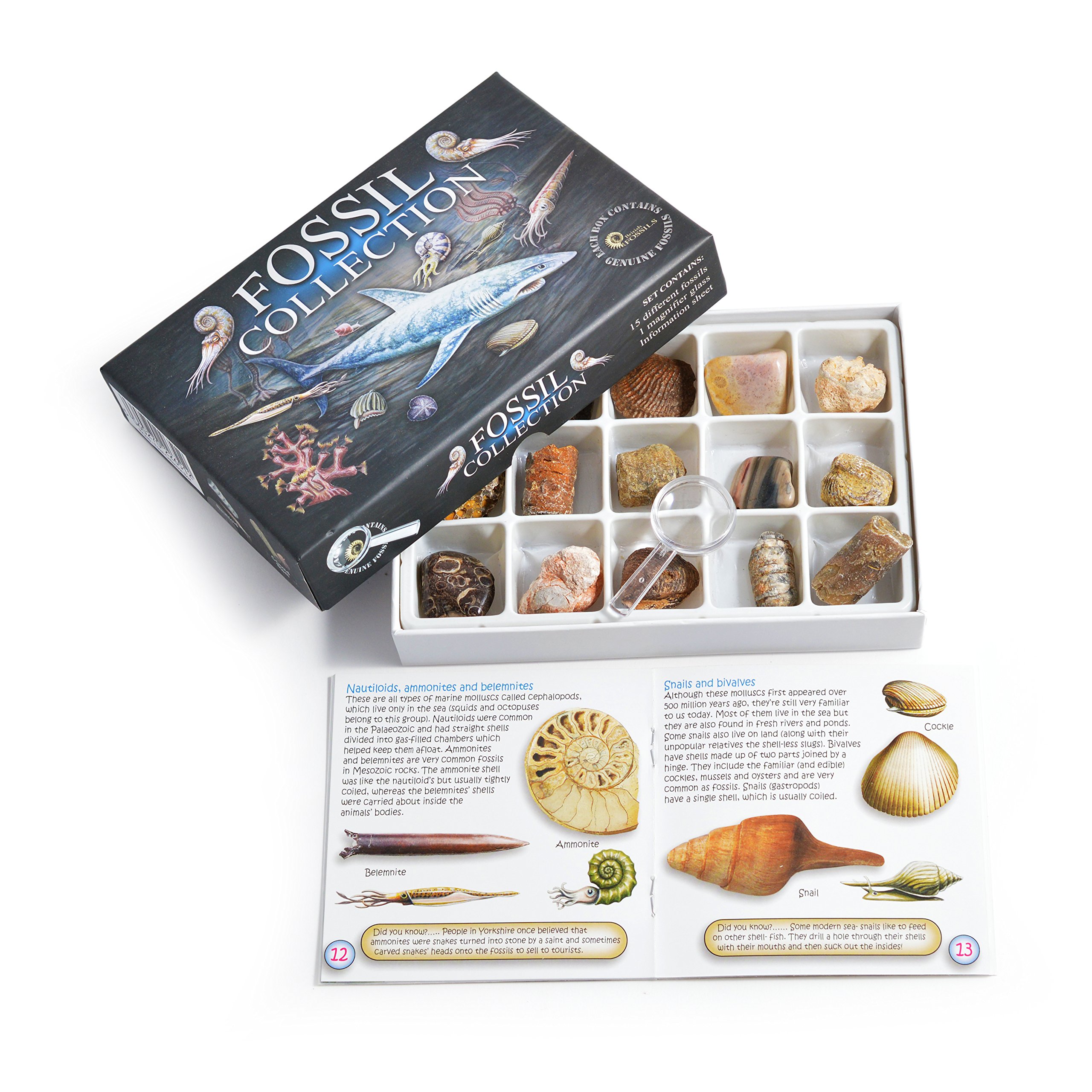 Fossil Collection Kit - Contains 15 Genuine Fossils! (Collection Kit with Study of Fossils Booklet) — image 1
