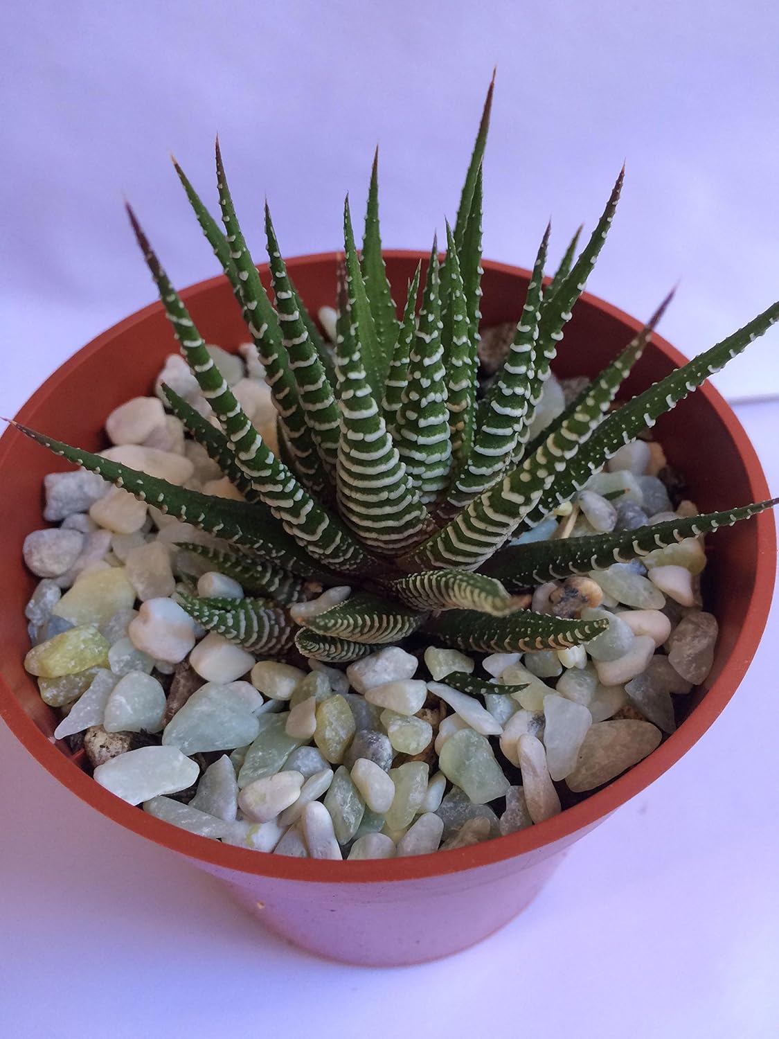 Zebra Plant (Haworthia Fasciata) Succulents Safe for Hamsters