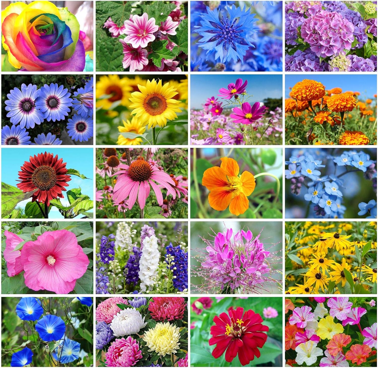 4500+ Mixed Flower Seeds 20 Varieties Included for Home Garden Decor