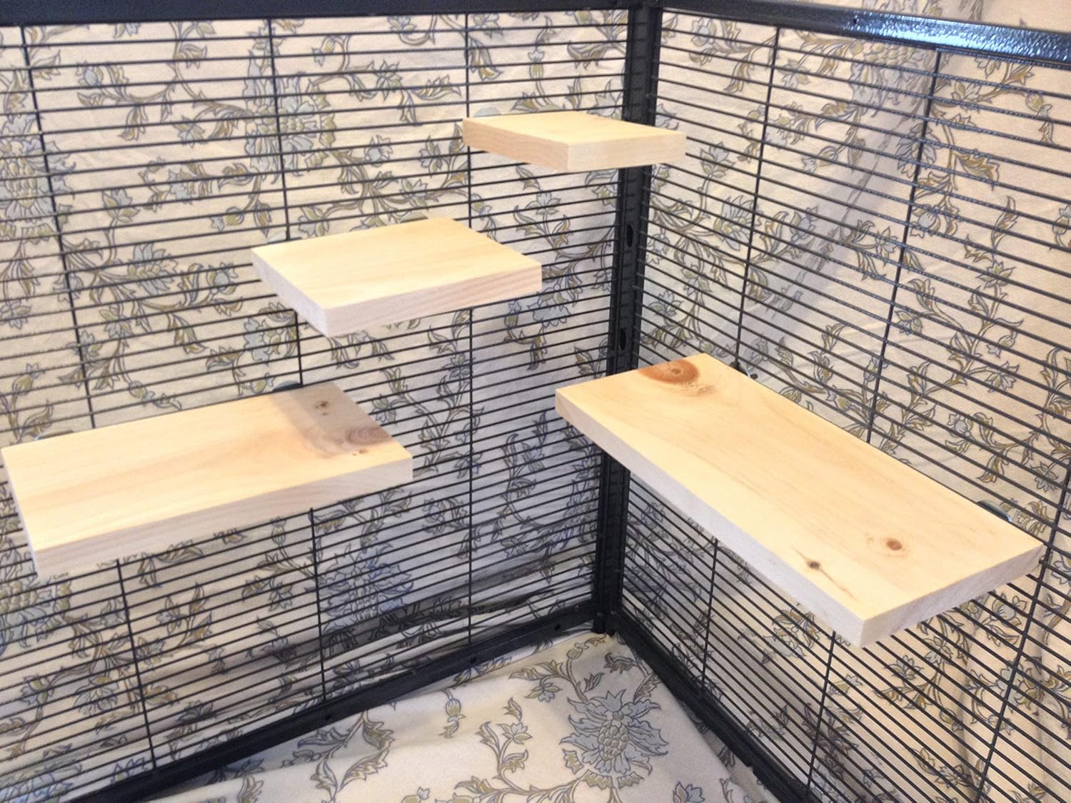 buy white golden retriever puppy