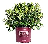 Azalea Encore Autumn Lily