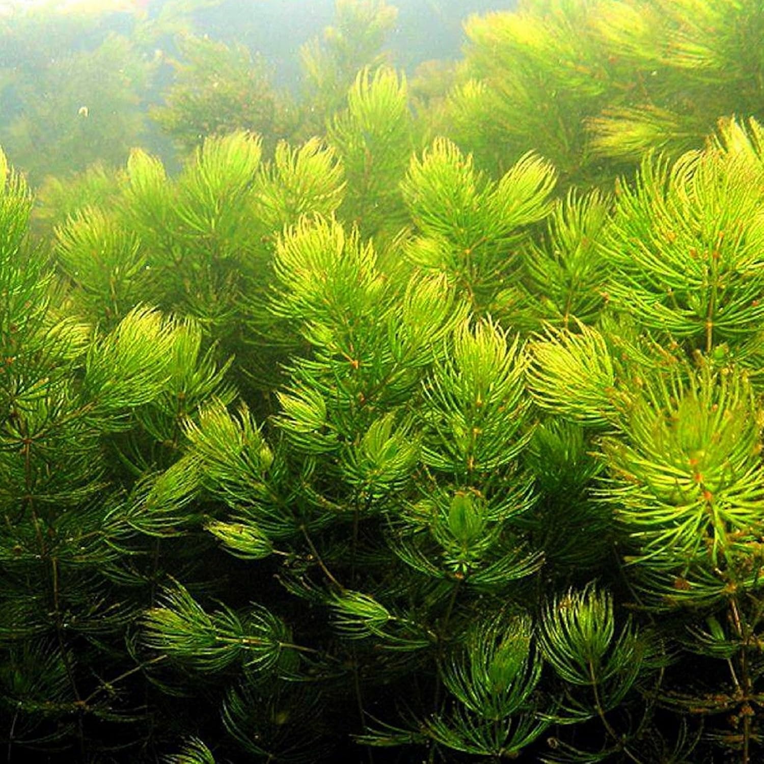 ÎÏÎ¿ÏÎ­Î»ÎµÏÎ¼Î± ÎµÎ¹ÎºÏÎ½Î±Ï Î³Î¹Î± ceratophyllum demersum (hornwort)