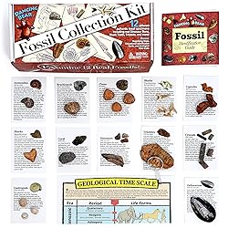 DANCING BEAR Fossil Collection Kit (12 pc Set) Real