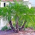 Dwarf Pygmy Date Palm Tree Seeds (Phoenix roebelinii) Great Indoor Houseplant (10 Seeds)