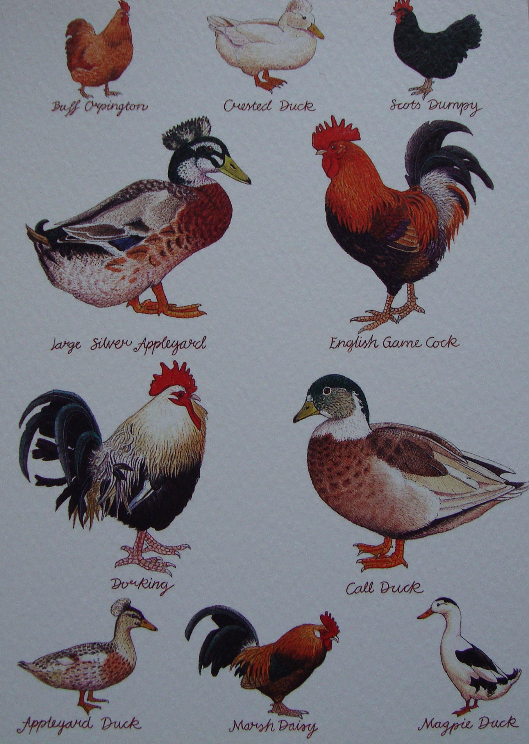 Clanna cards Buff Scots Dumpy Call Duck Crested Appleyard marsh Hens Cockerels Greetings Card