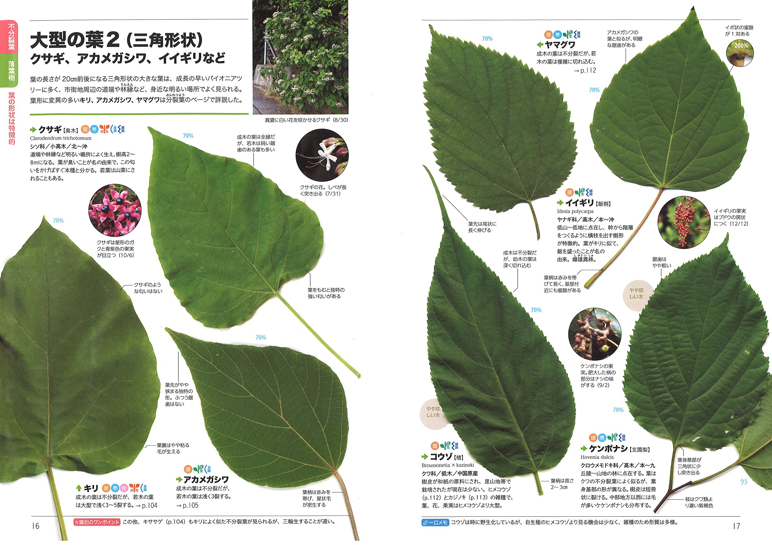 くらべてわかる木の葉っぱ 550種類の葉っぱのちがいが一目瞭然 くらべてわかる図鑑 林 将之 本 通販 Amazon