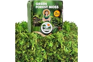 Duspro [Upgraded] Green Moss for Crafts, Real Forest Moss Potted Plants, Decorative Mosses for Table Centerpieces Wedding Christmas Fairy Party Decor, Indoor Planters, DIY Project (2 Oz)