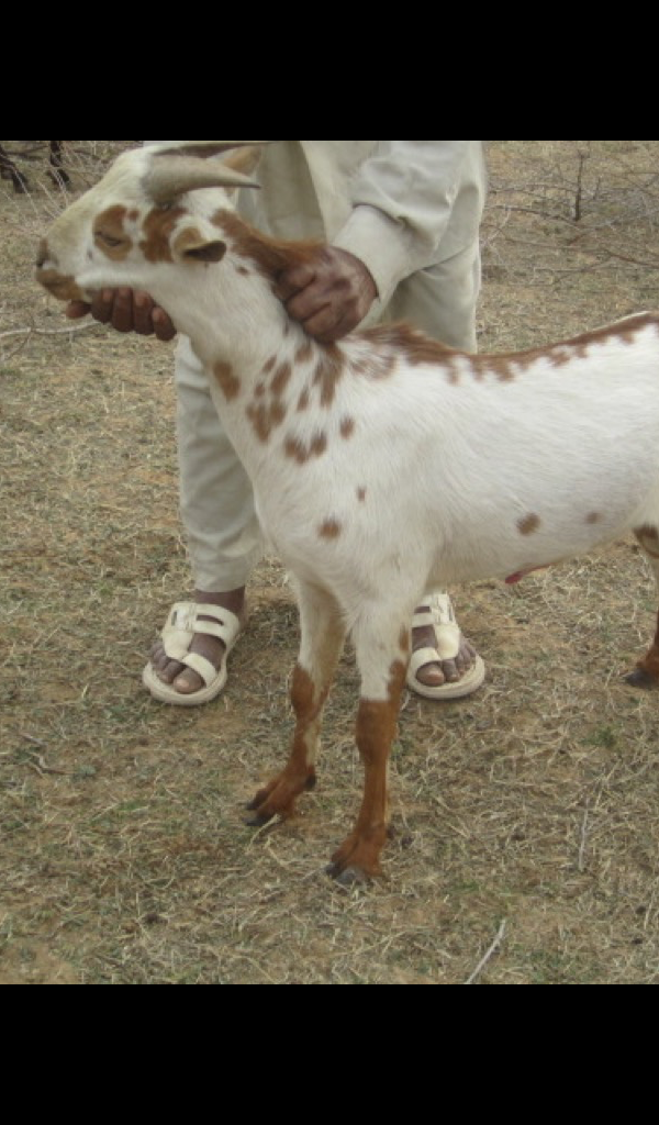 Amazon.com: goat Wallpaper -- HD Wallpapers of goats!: Appstore for Android