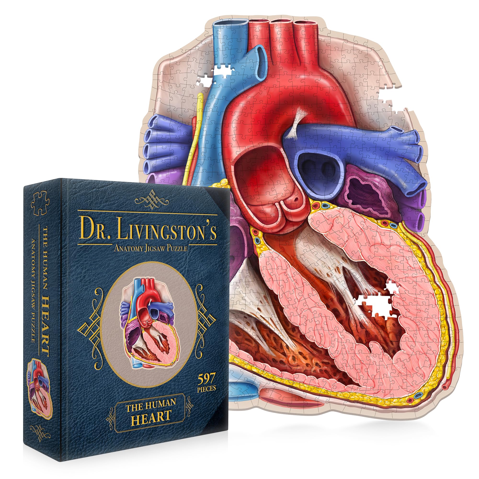 Photo 1 of Dr. Livingston's Human Heart Anatomy Puzzle - A Medically Accurate Jigsaw Puzzle of the Heart Section - Educational Organ Puzzle for Teens & Adults - Unique Science Gift for Doctors, Nurses & Teachers