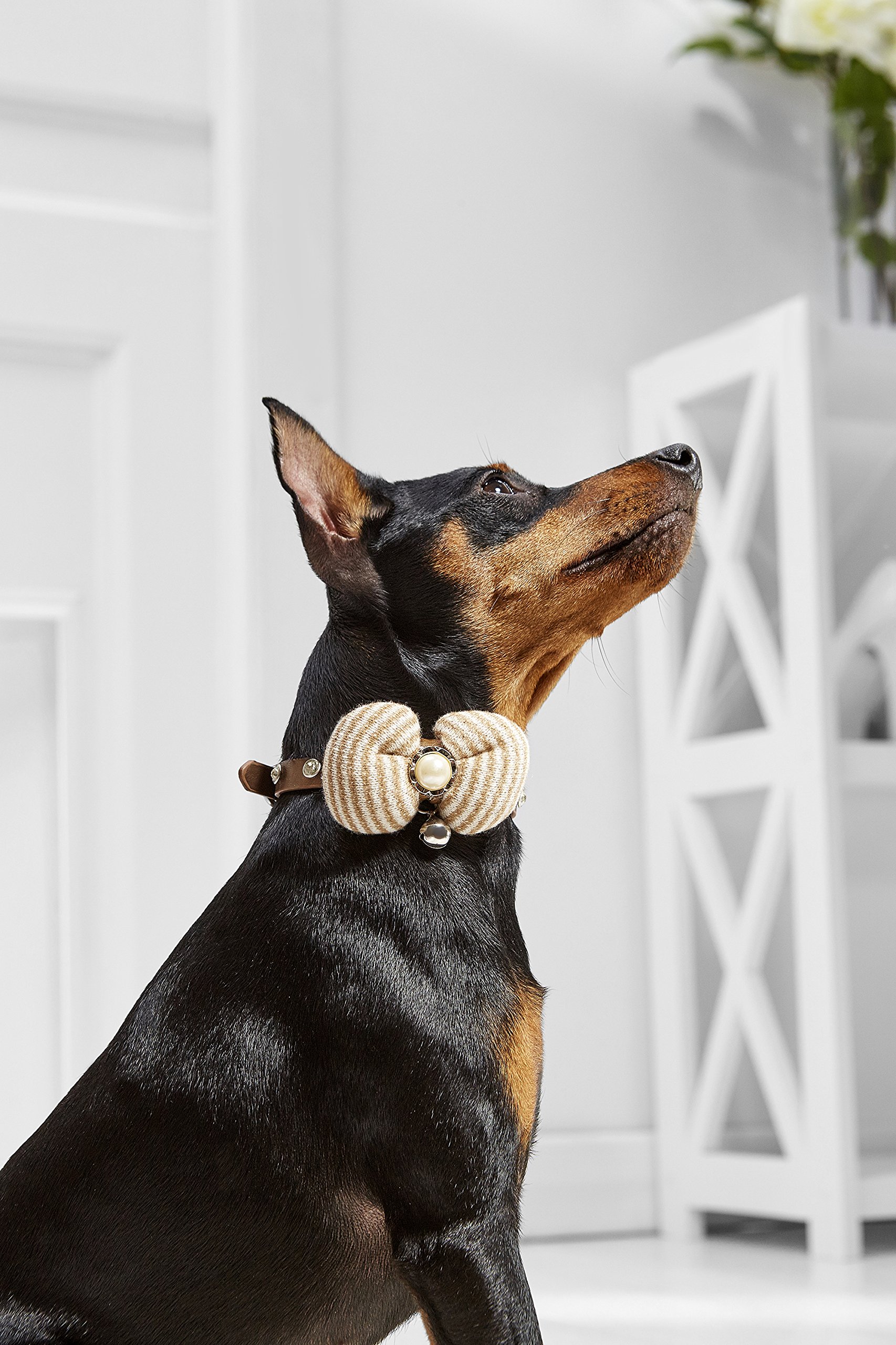 pinscher collar