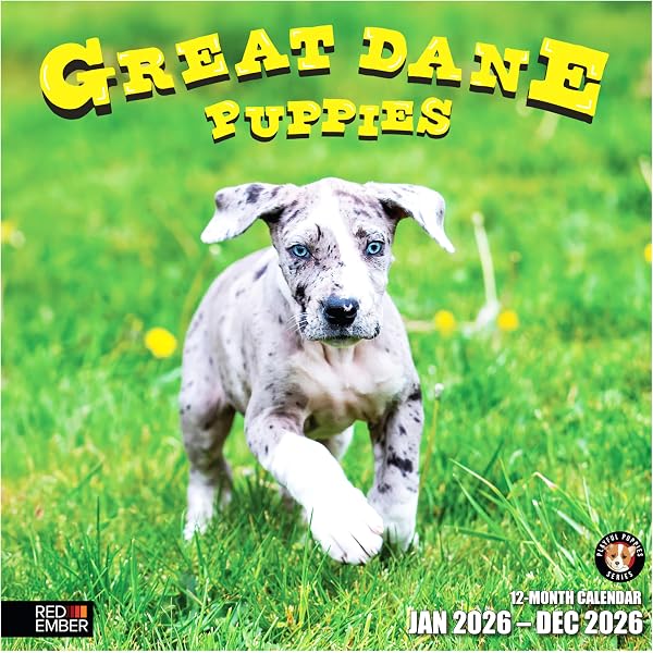 Great Dane Dog Breed 2026 Wall Calendar – Full Size 12x24 – Made In USA – MegaCalendars