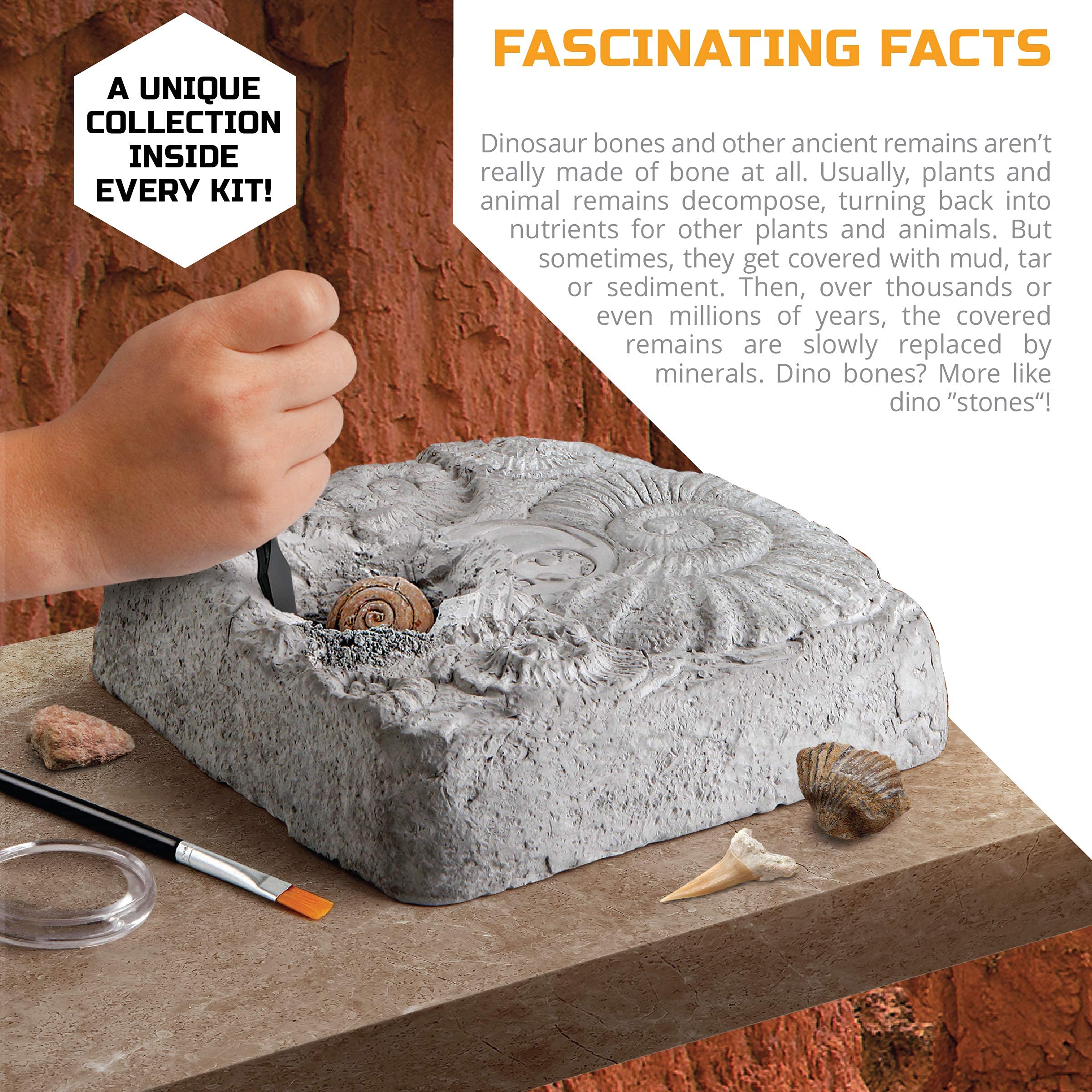 Discovery #MINDBLOWN Colossal Fossil Dig Set, 15-Piece Archaeology Excavation Kit, Uncover Real Shark Teeth & More, Every Fossil Set is Unique, STEM Toys for Boys and Girls
