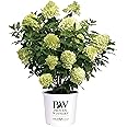 2 Gal. Limelight Prime Hydrangea Shrub