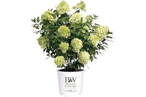 PROVEN WINNERS 2 Gal. Limelight Prime Hydrangea Shrub
