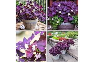 CARPET CREEPING 12+ Purple Oxalis Triangularis Bulb Flowers for Planting Indoors or Outdoors-Shamrocks Bulbs Good Luck Plant
