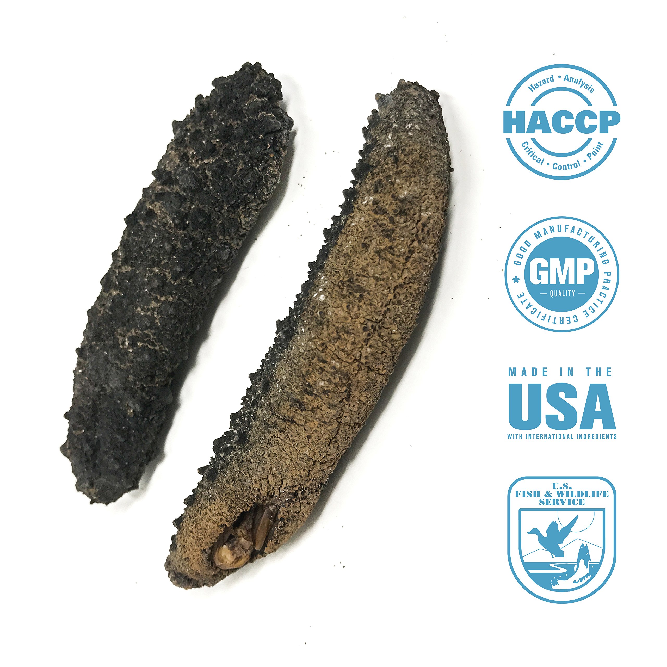 SB Organics Alaskan Red Medium Wild Caught Sea Cucumber Dried All Natural