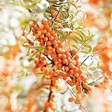 Weleda Seabuckthorn 24h Roll-On Deodorant 50ml Natural Odor Protection Unisex view 4