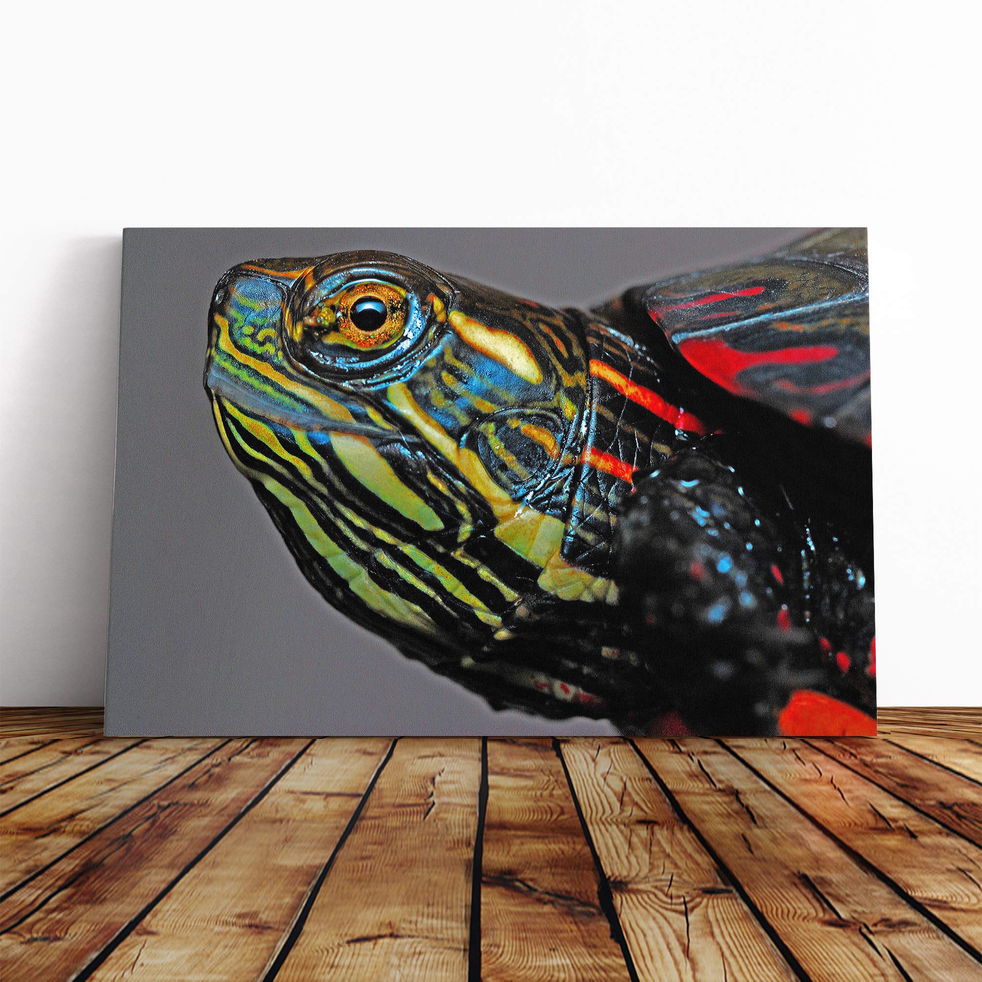 Painted Turtle Canvas Print | Gallery Wrapped 30mm Frame Wall Art | 20x14 inches | Ready to Hang | Modern Animals Picture | Living Room Bedroom Lounge Office