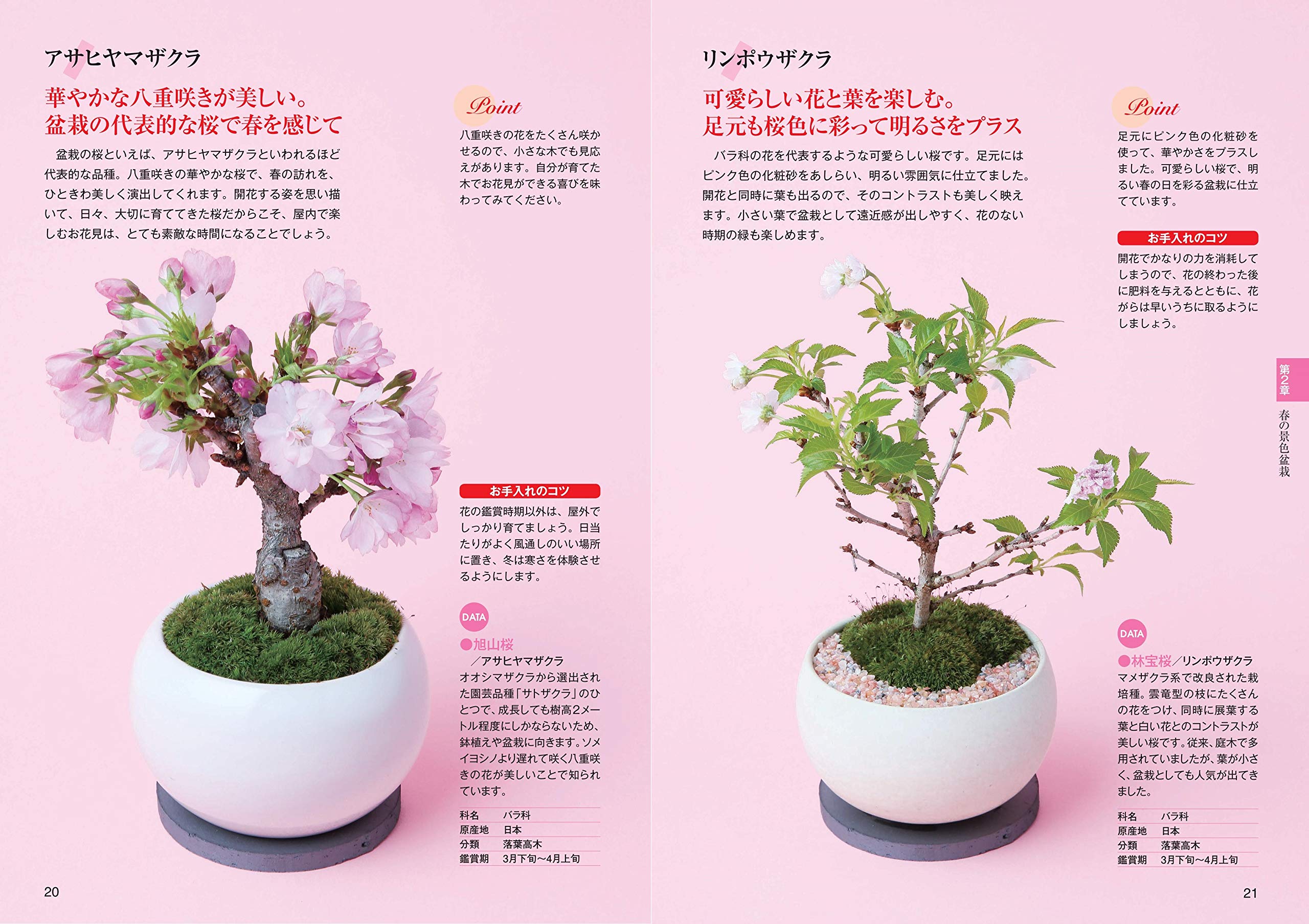 四季の景色盆栽 季節の草木を愉しむアイデアとポイント コツがわかる本 Amazon Com Books