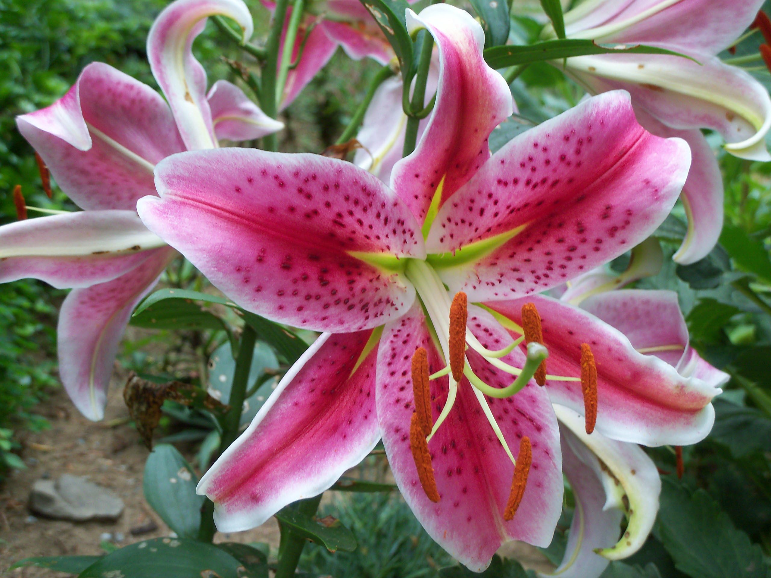 Viridis Hortus - 6 x Oriental Lilies Stargazer Bulbs Truly Amazing Flowers