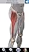 Visual Muscles 3D