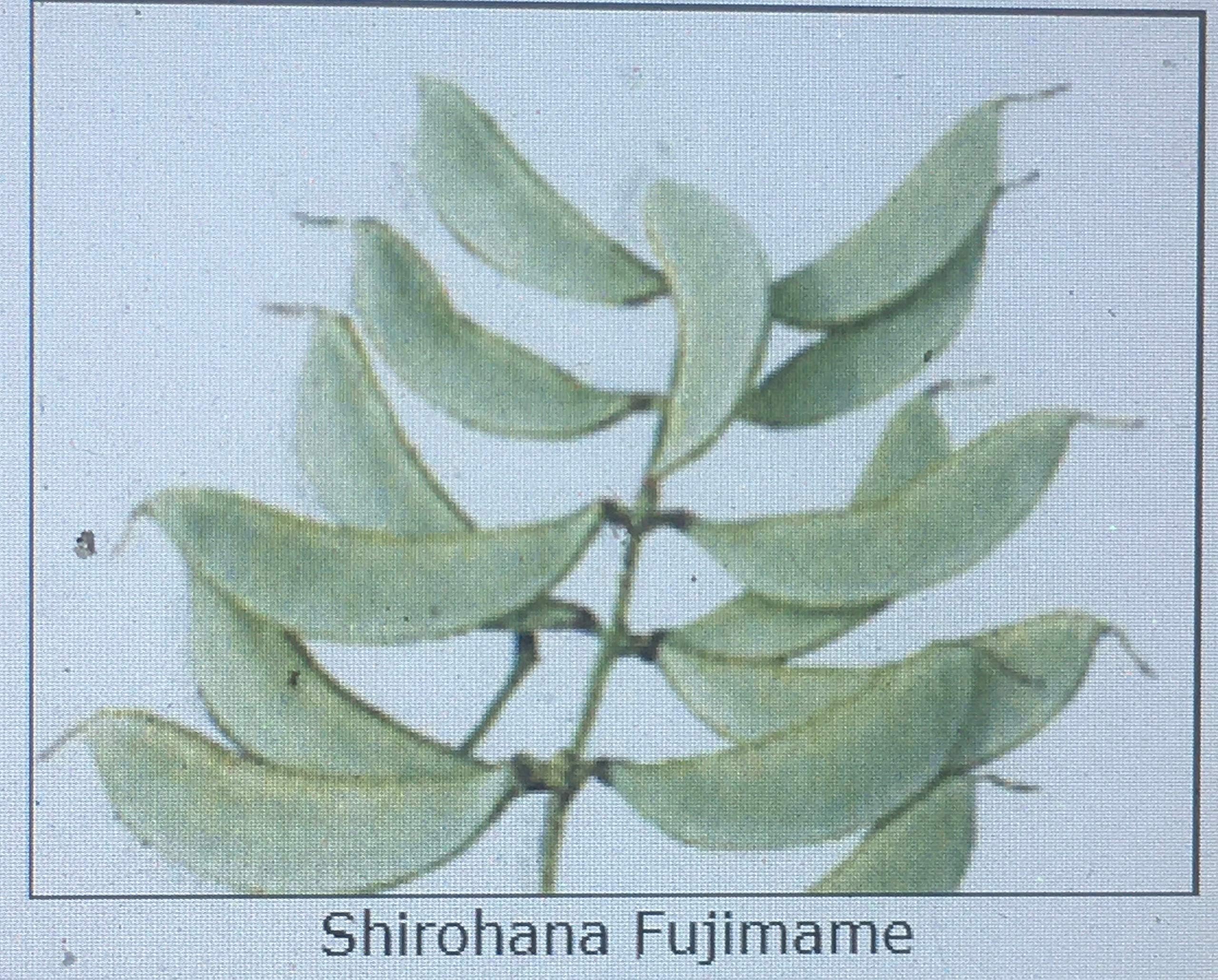 15 SHIROHANA FUJIMAME White Flower Hyacinth Bean (TYK) Seeds; Lablab purpureus; 白花扁豆 白花ふじ豆: