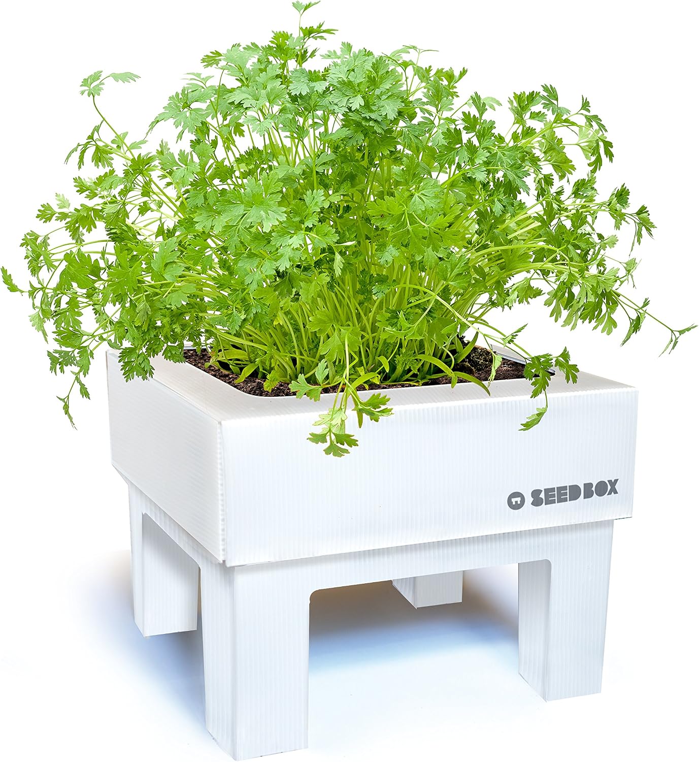 SeedBox SBMCUAL Huerto urbano Cultívame mini - albahaca, 17x4x17 ...