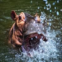 hippoalpha