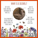 Seedball Poppy Seed Bombs Pack 100 Seed Balls Red Flowers Bees view 5