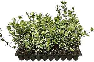 FLORIDA FOLIAGE Confederate Jasmine Variegated - 10 Live Plants - Trachelospermum Jasminoides Variegatum - Fragrant Blooming Evergreen Vine