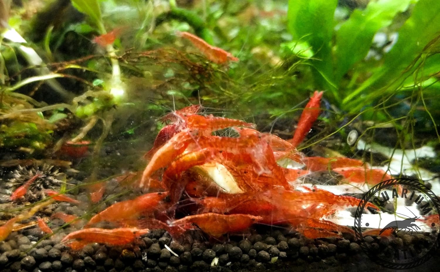 cheap aquarium shrimp