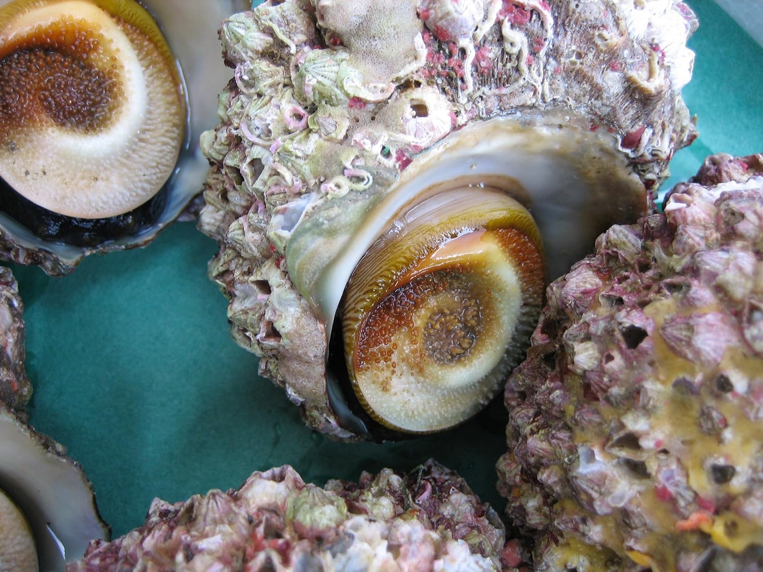 Amazon お刺身用 サザエ大1kg 山陰境港産 Asksanin 鮮魚 通販