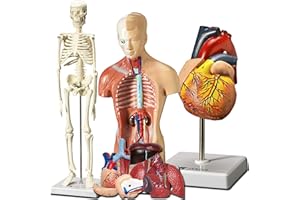 ES EVVIVA SCIENCES Evviva Sciences Human Heart, Torso, and Skeleton Models - Hands-On 3D Model Study Tools for Anatomy and Physiology Students with Anatomical Guide Booklet, Learning + Educational Kit