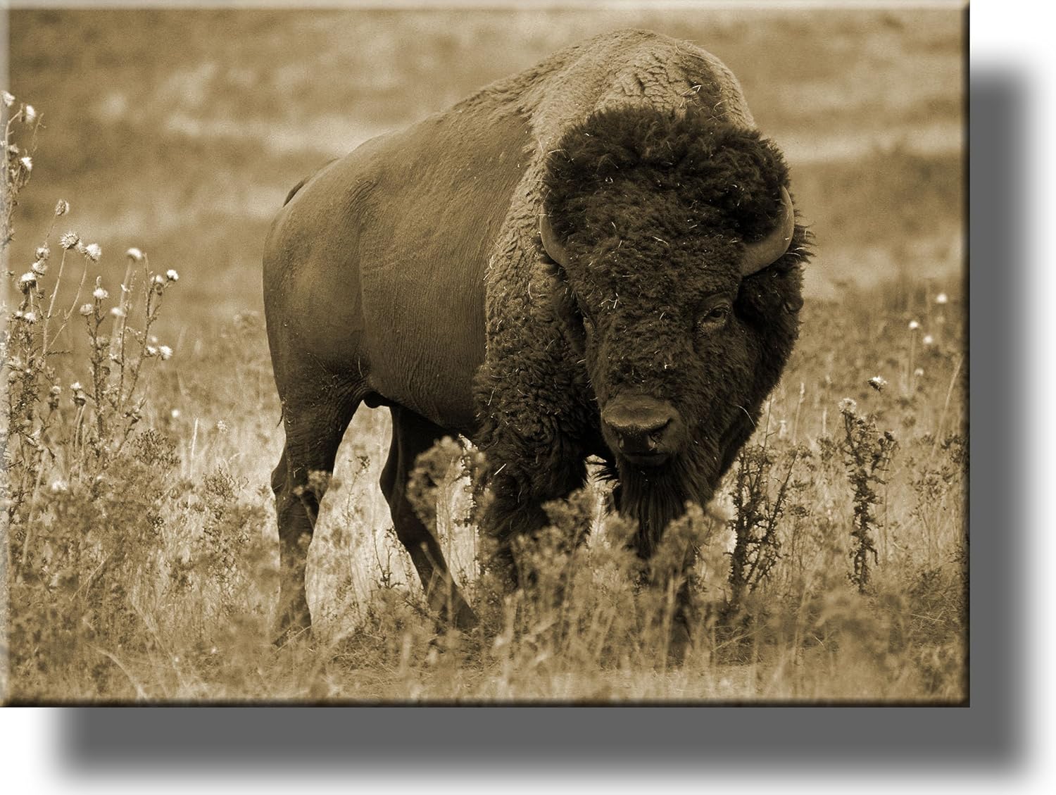 American Buffalo Picture on Stretched Canvas, Wall Art Décor, Ready to Hang!