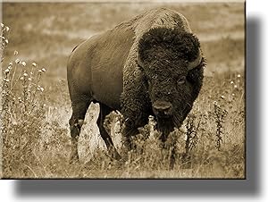 American Buffalo Picture on Stretched Canvas, Wall Art Décor, Ready to Hang!