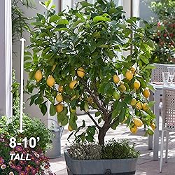 Garden State Bulb Meyer Lemon Tree, Citrus Live