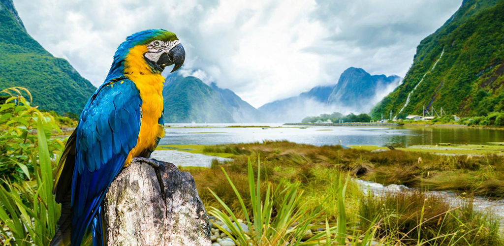 Parrot 4K Wallpaper:Amazon.com:Appstore for Android