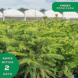 Costa Farms Live Christmas Tree, Small Norfolk Pine