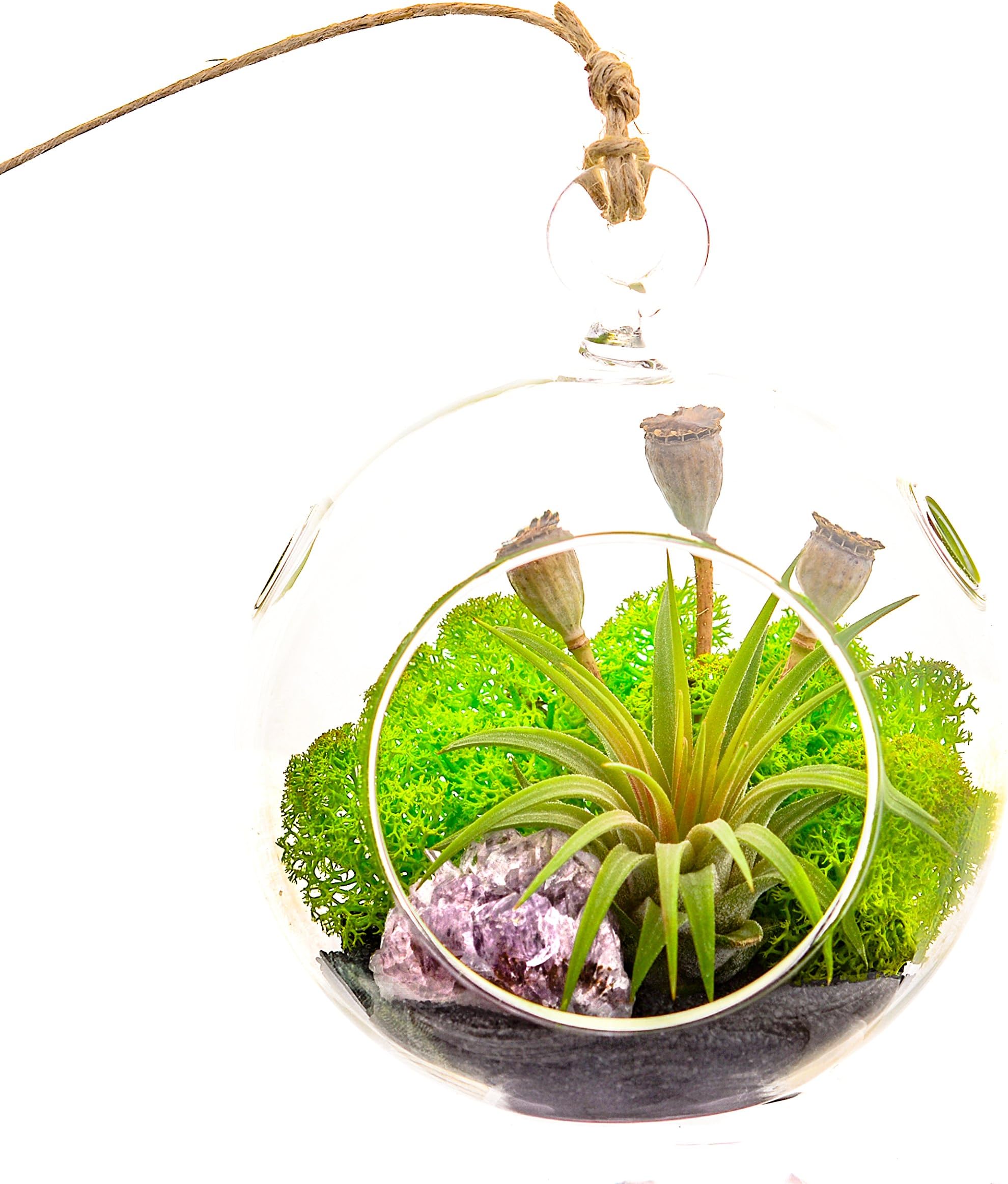 Air Plant Terrarium with Purple Amethyst Crystal / 4" Round Glass/Midnight Forest